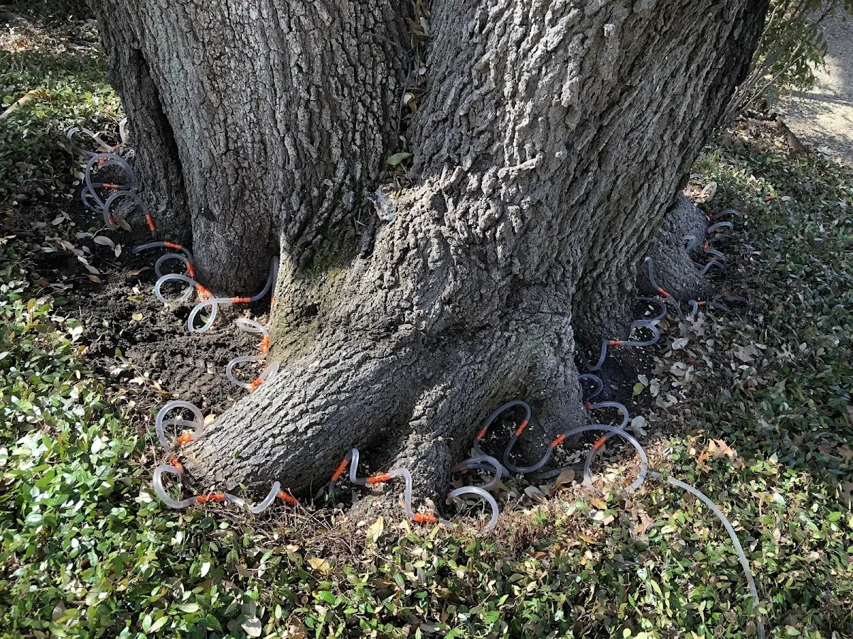 Detailed Tree Cabling and Bracing job site in Hazel Park